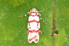 Cyana pseudojavanica