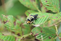 Laphria affinis
