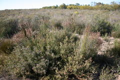 Diastella proteoides