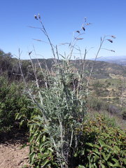 Astragalus brauntonii