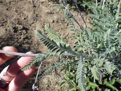 Astragalus brauntonii