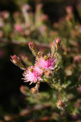 Diastella proteoides