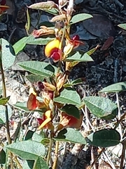 Bossiaea ornata