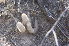 Mammillaria pottsii