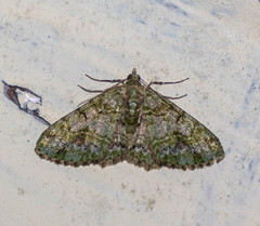 Myrioblephara harutai