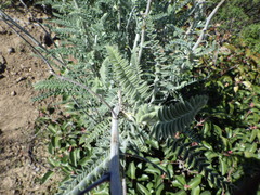 Astragalus brauntonii