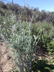 Astragalus brauntonii