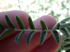 Astragalus brauntonii