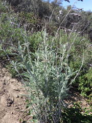 Astragalus brauntonii