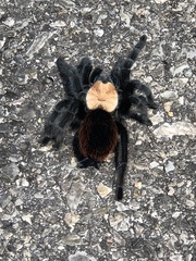 Brachypelma albiceps