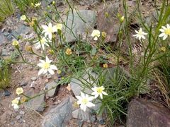 Gutierrezia gilliesii