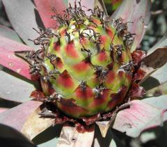 Leucadendron barkerae