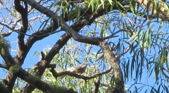 Colluricincla harmonica