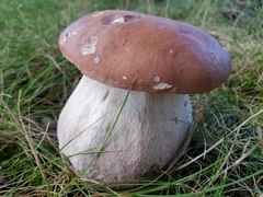 Boletus separans