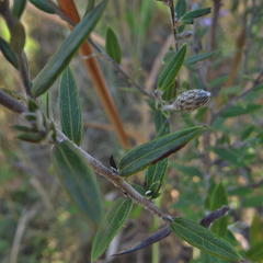 Athrixia phylicoides