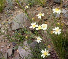 Gutierrezia gilliesii