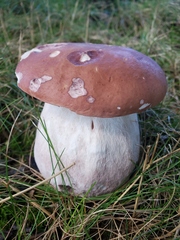 Boletus separans