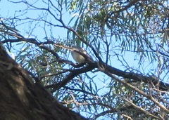 Colluricincla harmonica