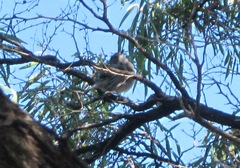 Colluricincla harmonica