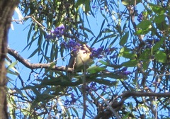 Colluricincla harmonica