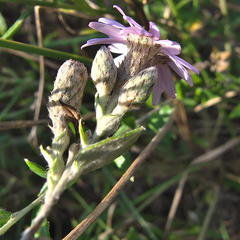 Athrixia phylicoides