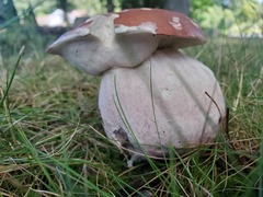 Boletus separans