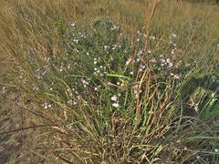 Athrixia phylicoides