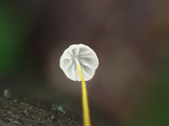 Rhizomarasmius setosus