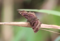 Antigonus funebris