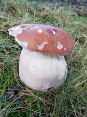 Boletus separans