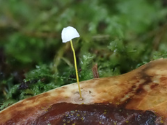 Rhizomarasmius setosus