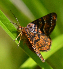 Epelis truncataria