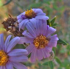 Athrixia phylicoides