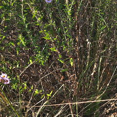 Athrixia phylicoides