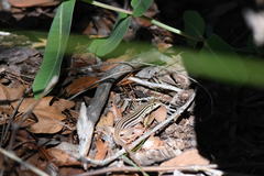 Aspidoscelis uniparens