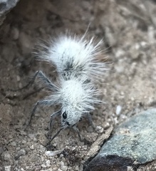 Dasymutilla pseudopappus