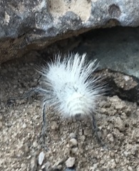 Dasymutilla pseudopappus