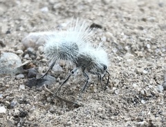 Dasymutilla pseudopappus