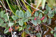 Gaultheria glomerata