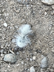 Dasymutilla pseudopappus