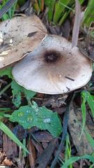 Agaricus californicus