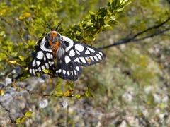 Hemileuca chinatiensis