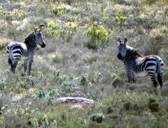 Equus zebra zebra