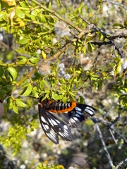 Hemileuca chinatiensis
