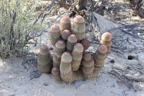 Texas rainbow cactus
