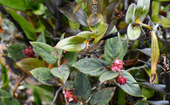 Gaultheria glomerata