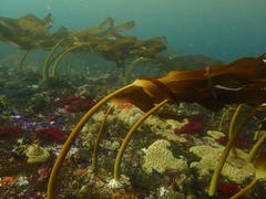 Laminaria pallida