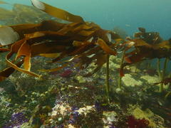 Laminaria pallida