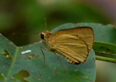 Cupitha purreea
