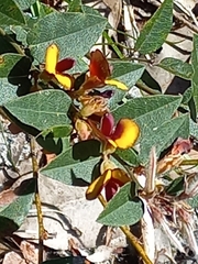 Bossiaea ornata